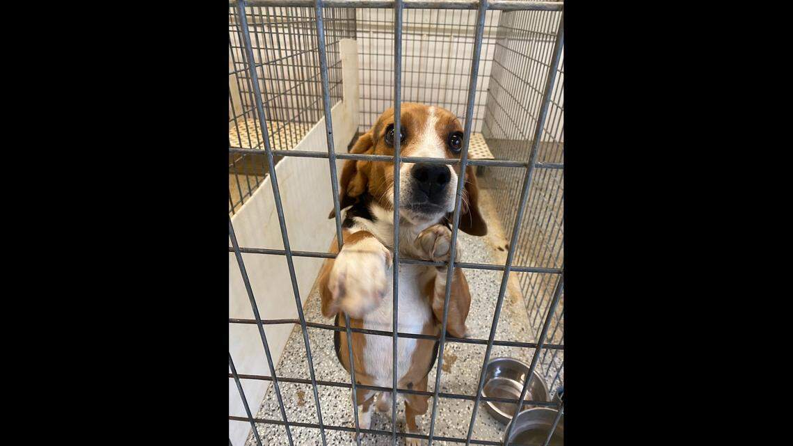 Beagle Freedom Project will turn the facility formerly used for animal testing of flea and tick products into a rehabilitation center.