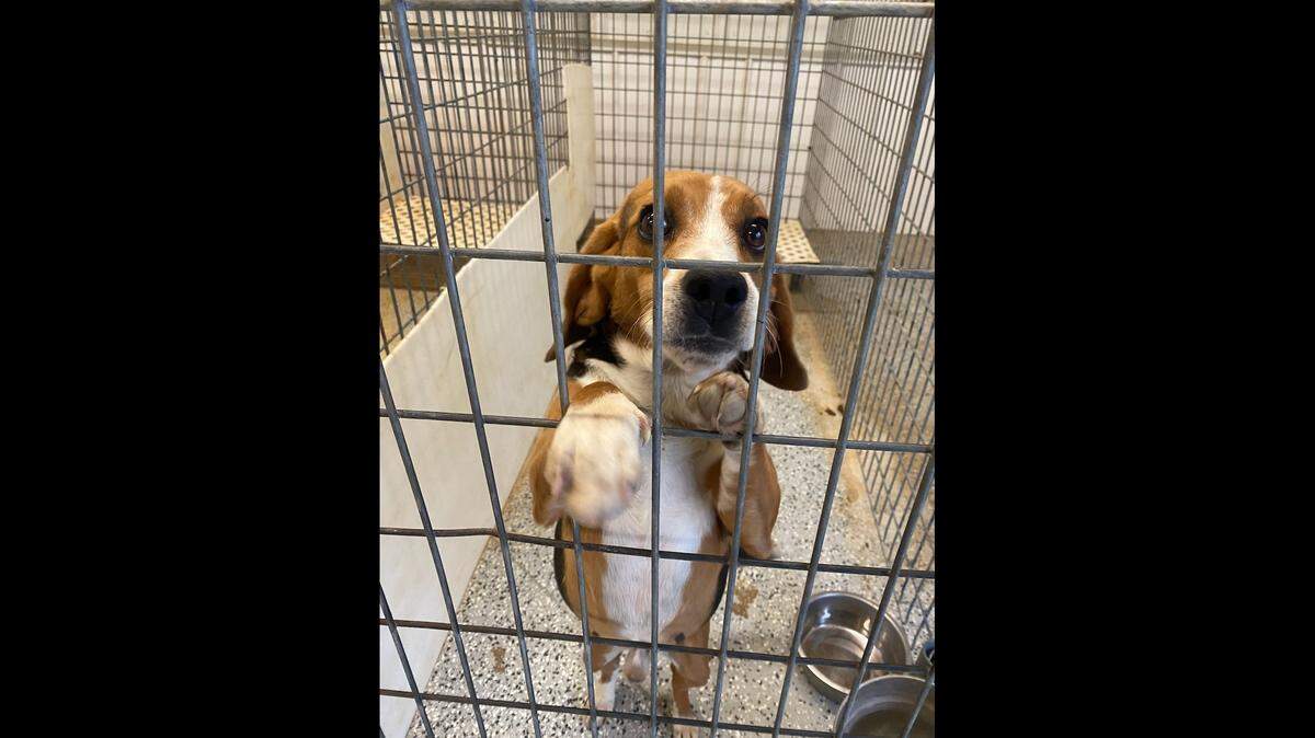 Beagle Freedom Project will turn the facility formerly used for animal testing of flea and tick products into a rehabilitation center.