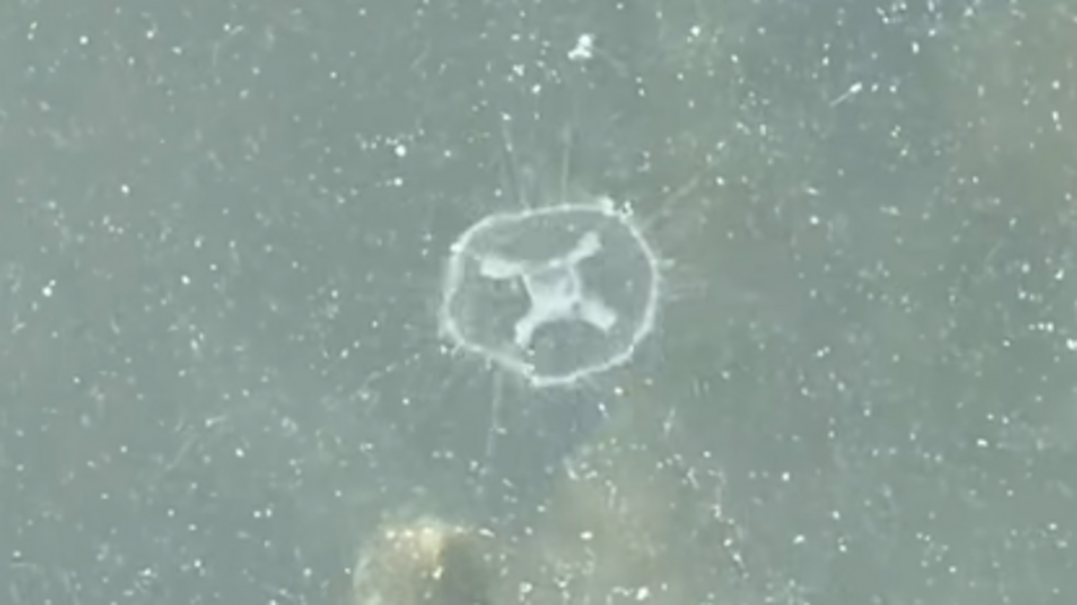 Freshwater jellyfish have been spotted in multiple areas of Lake Erie.