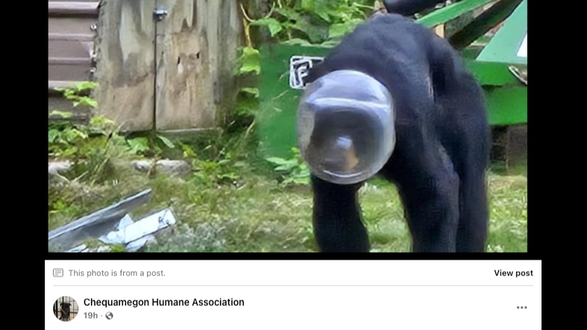 Buckethead the Bear spent 12 days with a bucket on her head in Wisconsin