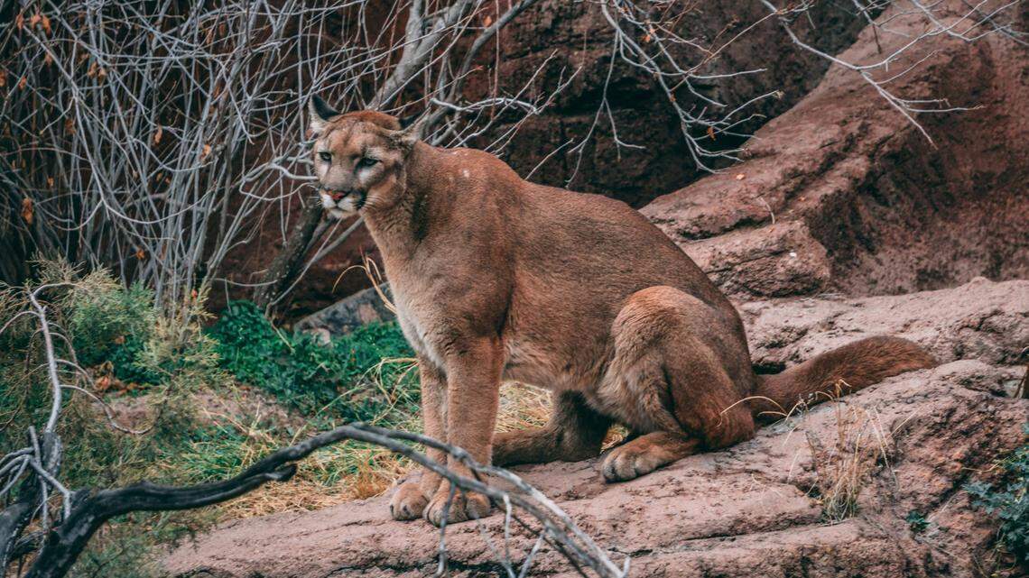 A mountain lion (not the one pictured) was seen roaming at a park near San Marcos, Texas, city officials say.