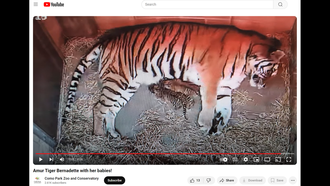 Bernadette, a 7-year-old Amur tiger, and her cubs will remain in a private maternity den during the “crucial” bonding period, the zoo said.