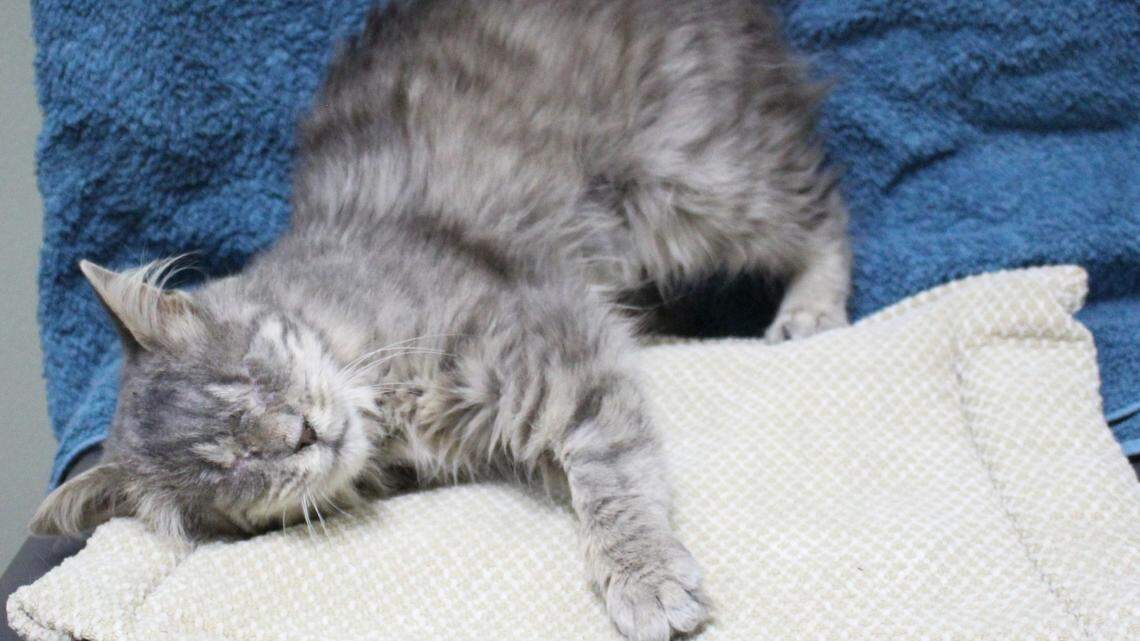 Spyro is an affectionate blind cat looking for a loving home.