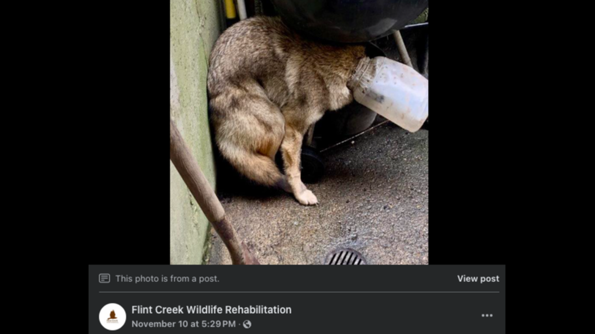A coyote spent more than a week with a plastic milk jug stuck to her head in Illinois, a wildlife rehabilitation group said.