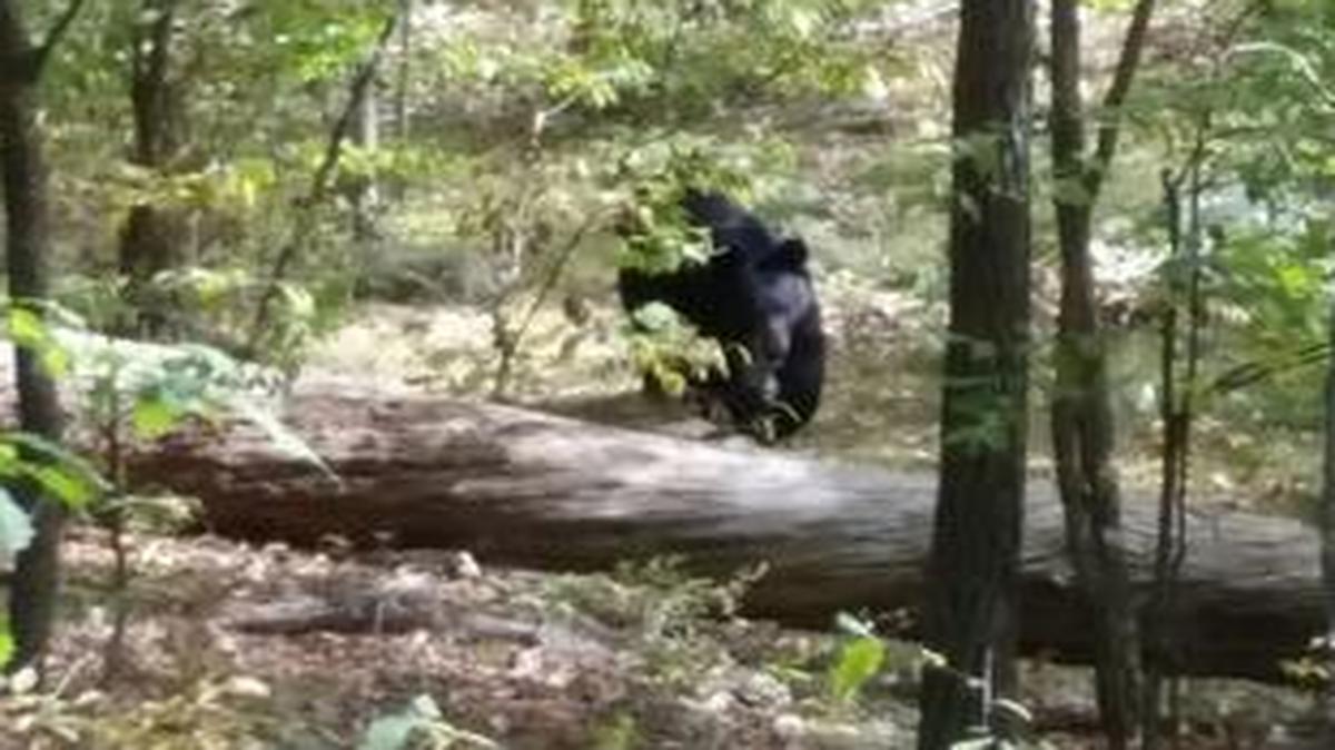 
This photo taken by hiker Darsh Patel shows a bear approaching him. The bear mauled Patel to death shortly after the photo was taken.
