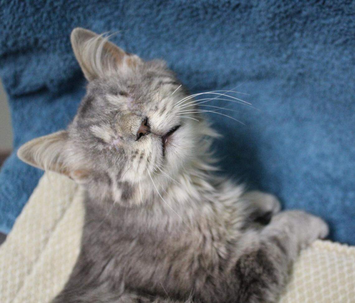 Since Spyro’s surgery, she is no longer in pain and is very loving.