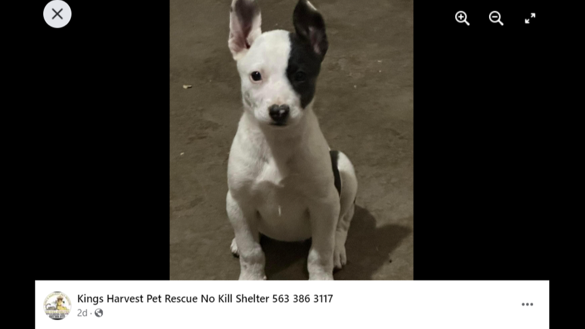 A dog in Iowa is looking for a home after she was granted a second chance at life.