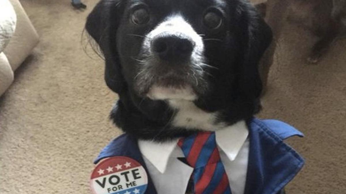 This pooch is running for president. Reddit users want to know: “What is your position on face licking?”