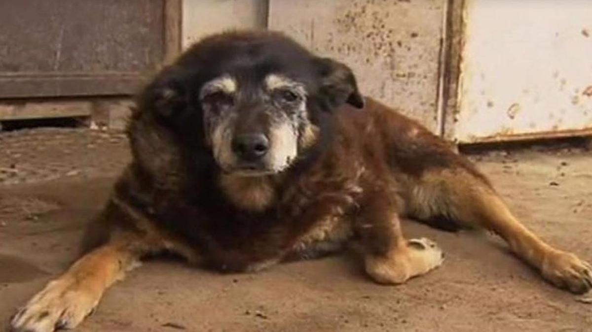 She was a hard worker and a good mate. Maggie, an Australian sheep dog and the unofficial oldest dog in the world, has died.