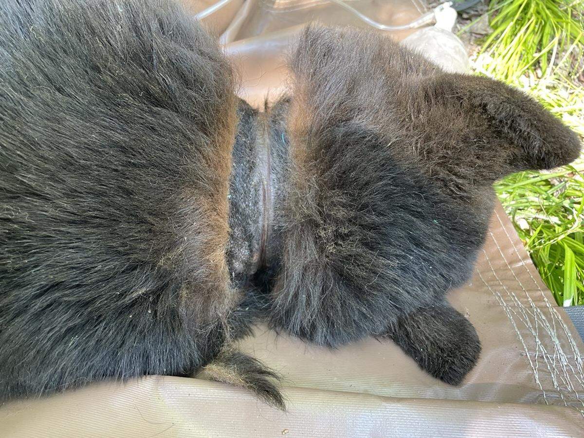 With the lid removed, the black bear showed significant scarring and an abscess on its neck but was otherwise healthy.