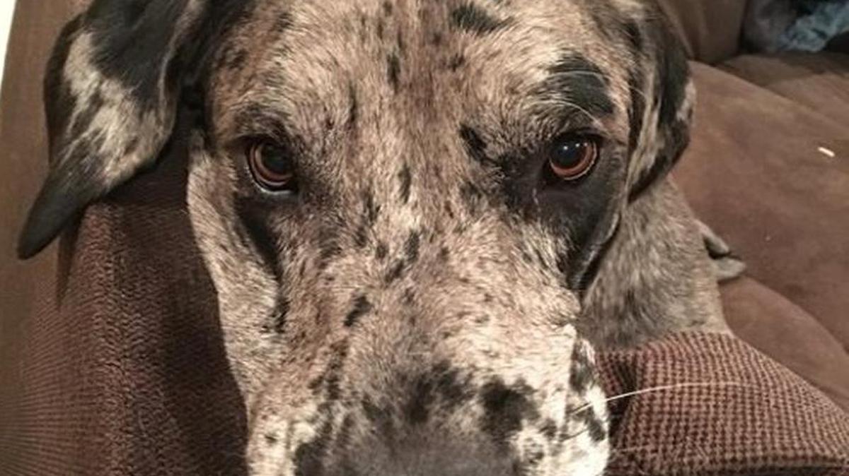 Kora the Great Dane of Nebraska was rescued from a tree over the weekend.
