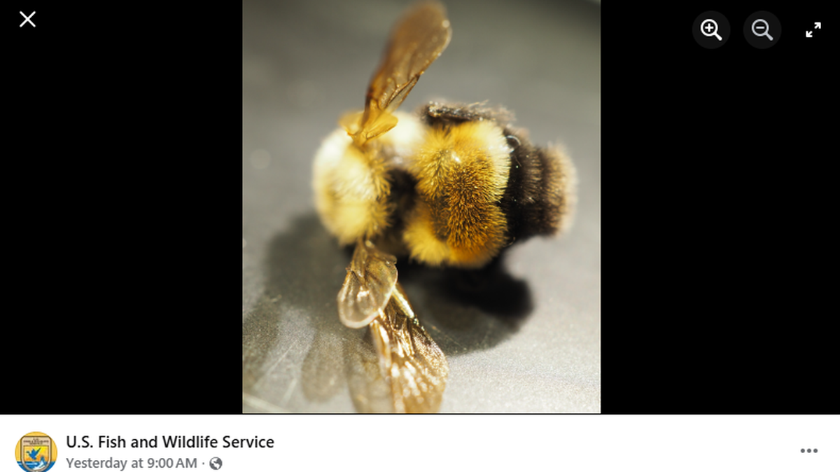 A rare bee was spotted in a state it hasn’t been seen in for at least 25 years. 