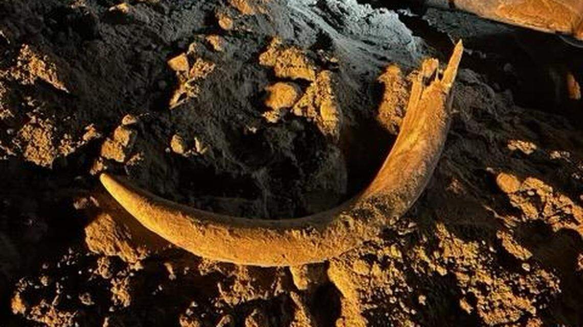 Miners unearthed a tusk in North Dakota. The discovery of the fossil led experts to find many more.