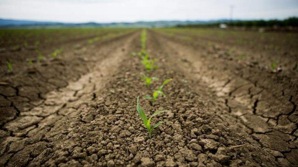 
A 10-day-old corn crop on Fritz Durst’s farm in Zamora, Calif., was slowly springing out of dry soil on Saturday. 

 
