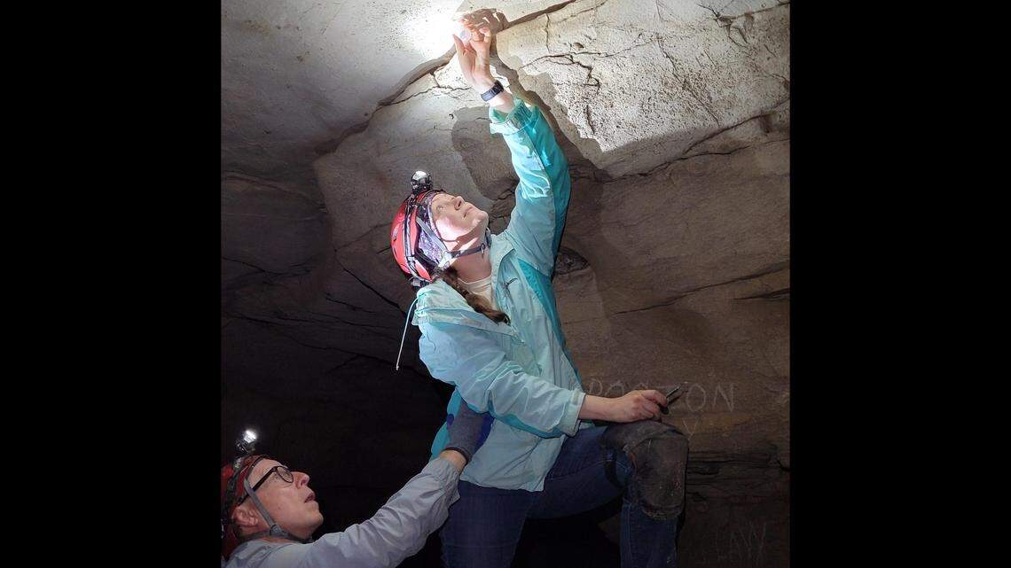 Kelli Tolleson, a guide at Mammoth Cave National Park, collects a tooth belonging to the newly discovered creature.