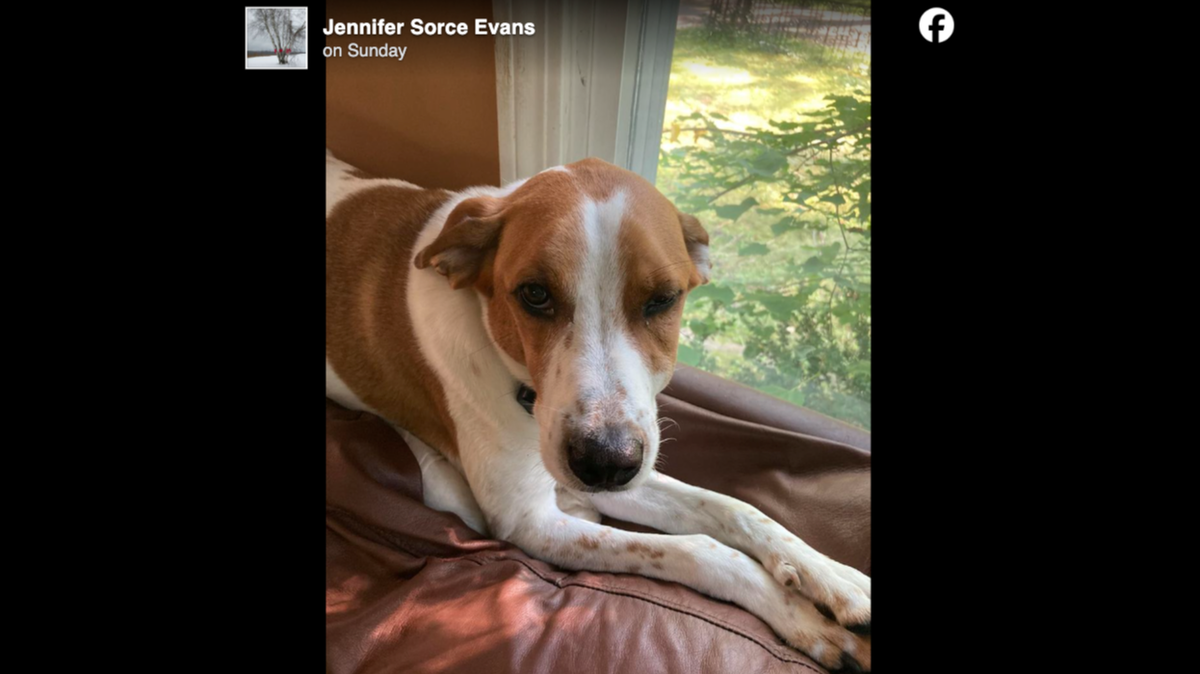 A dog named Milo is believed to have been hit with a golf club by a man golfing at an adjacent course. 
