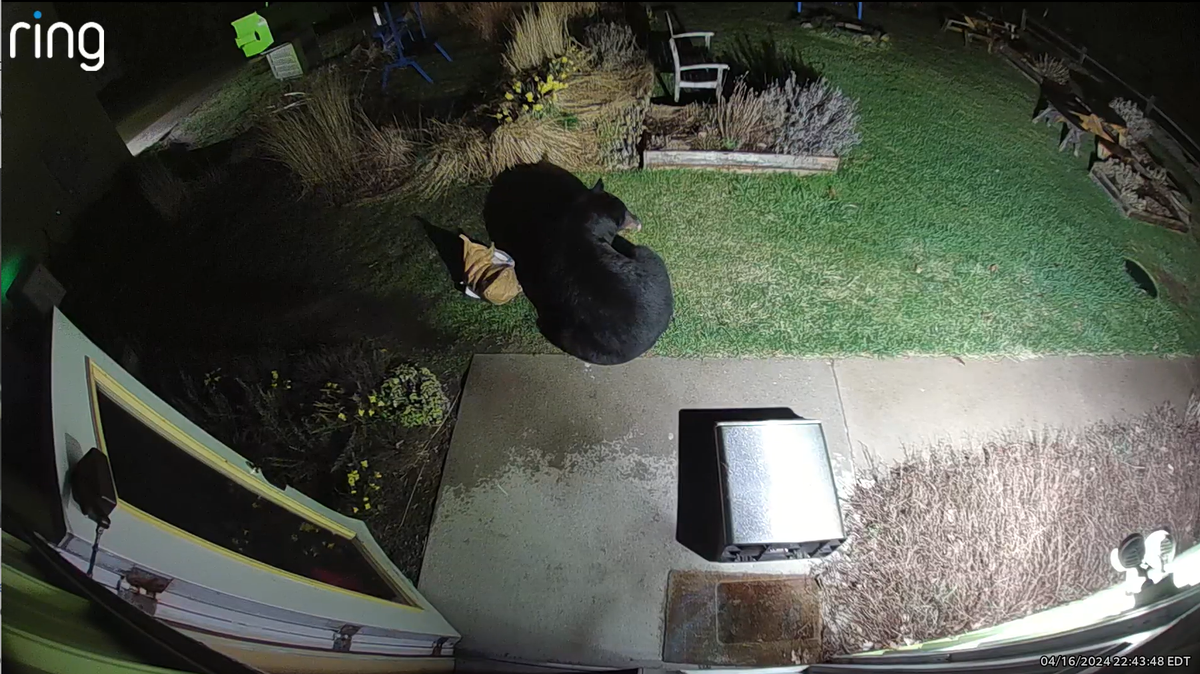 The bear returned the next night to find the shop door bolted shut, the owners said.