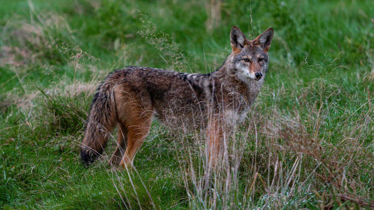 Coyotes (not the one pictured here) chased people in Columbus, Ohio, at night, and one person was bit, police said.