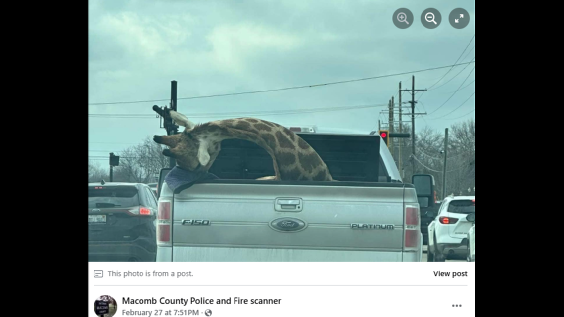 A seemingly deceased giraffe seen in the back of a pickup truck in Michigan traffic.