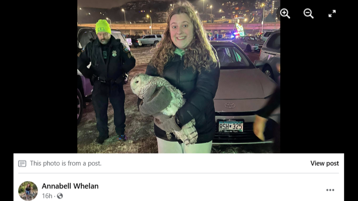 A Minnesota woman saved an owl stuck in a car grille.