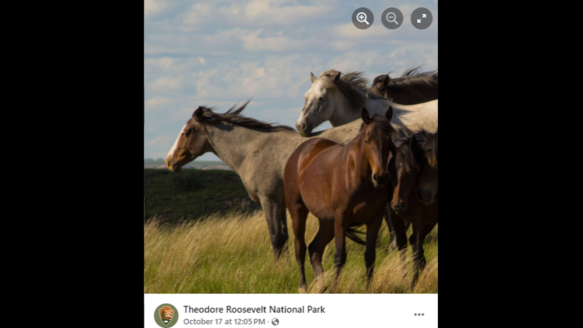 A filly named Aspen (not pictured) was euthanized shortly after being released following a wild horse roundup at a North Dakota national park.