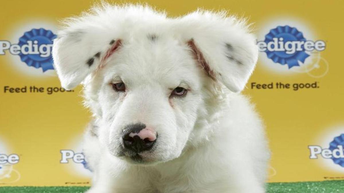 Winston, an Australian shepherd, is sight-and-hearing impaired. He is one of three special-needs dogs who will play in this year’s Puppy Bowl on Feb. 5, Super Bowl Sunday.