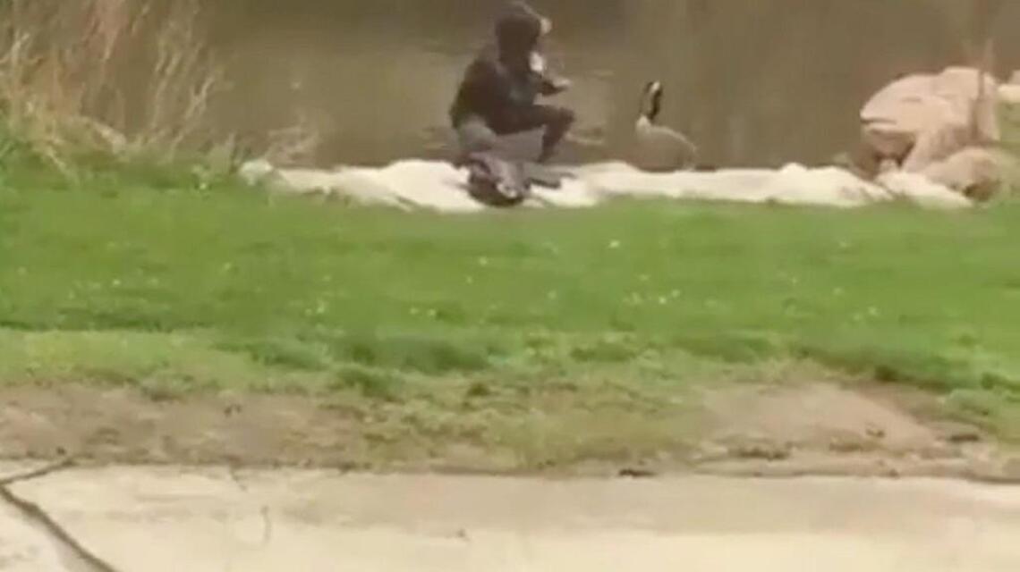 Campus officials cry foul, charge student seen trying to box a goose in viral video