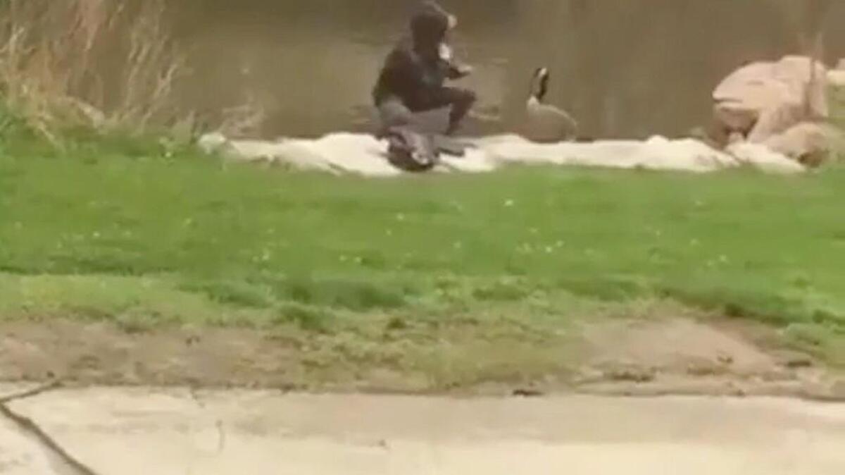 An Illinois college student seen fighting a goose in a viral video has been arrested.