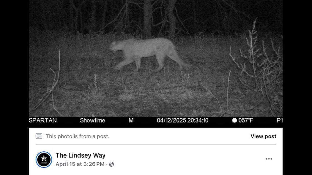A mountain lion was sighted in Illinois in what officials are saying is the 11th reported sighting of the species in the state since 2002.