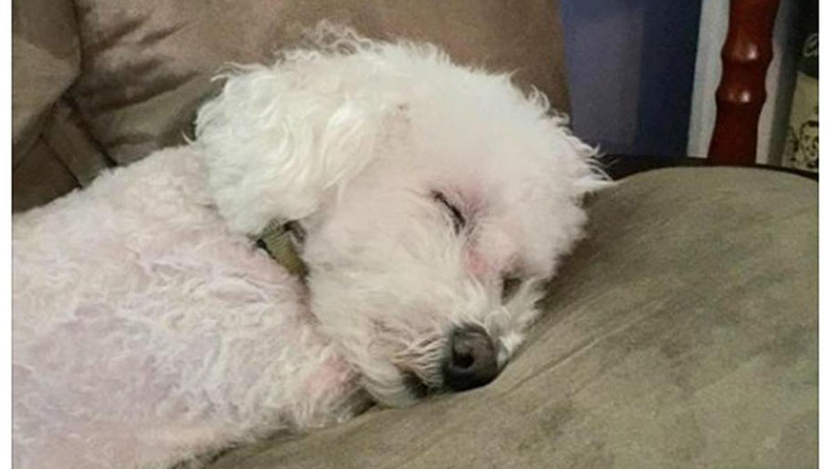 PetSmart is investigating the death of a Pennsylvania dog that apparently was attacked by another dog while they were at an in-store grooming salon last week.