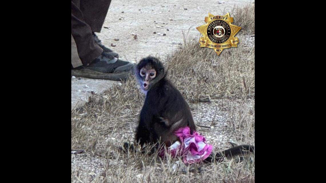 A spider monkey dressed in a tutu escaped from a Missouri home before being corraled by deputies.