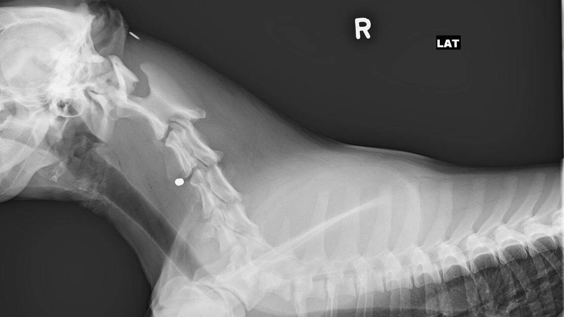 Police said they discovered antifreeze in several dog bowls across an Indiana neighborhood where a dog was shot.