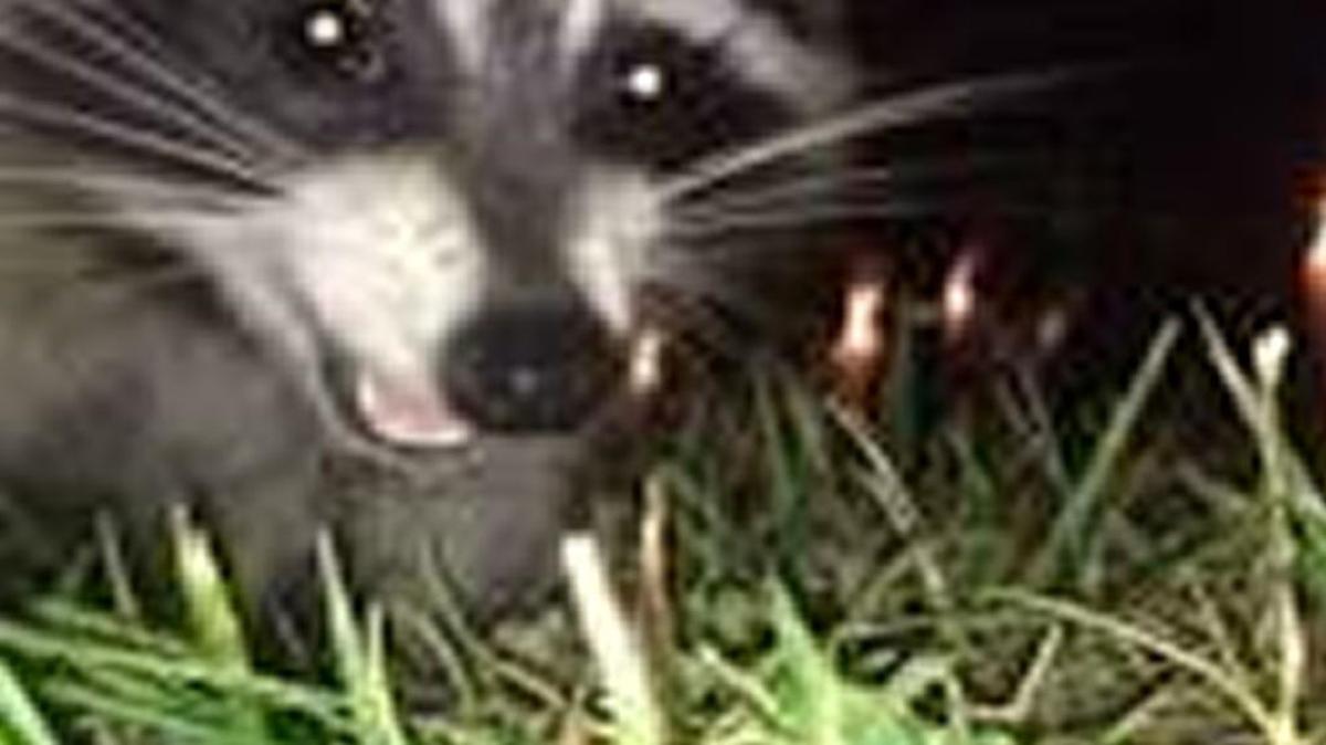 This is “Stanley” the raccoon. He likes to steal cell phones.