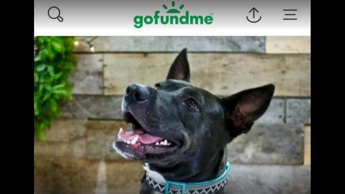 A dog was fatally shot while on her owner’s porch in Minnesota, the family said.