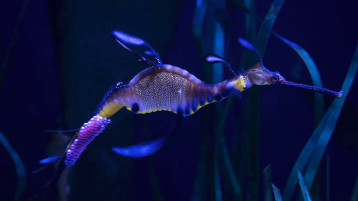 Twenty-six seadragons were hatched at an Ohio zoo.