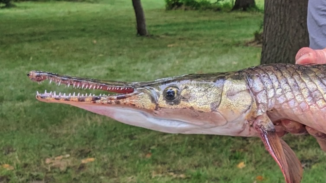 The fish weighed 9 pounds, 11 ounces.