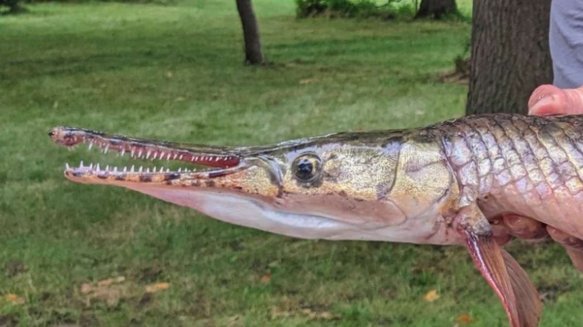 The fish weighed 9 pounds, 11 ounces.