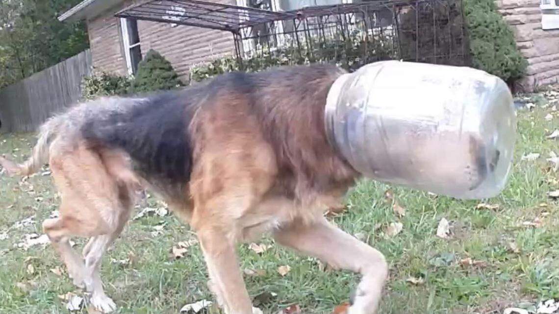 A dog nicknamed Cheeto was rescued after having a cheese ball container on his head for three days.