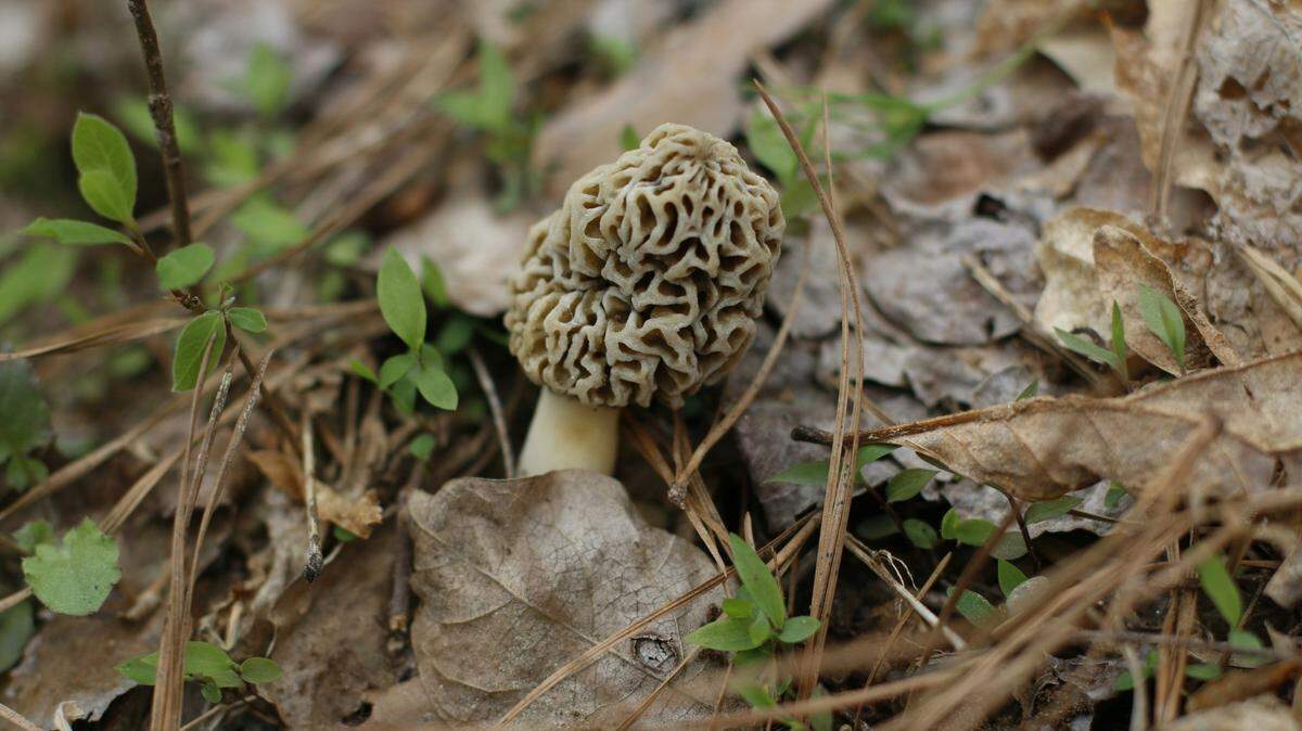 Morel mushrooms can be found across Illinois and are often fried as a side dish.
