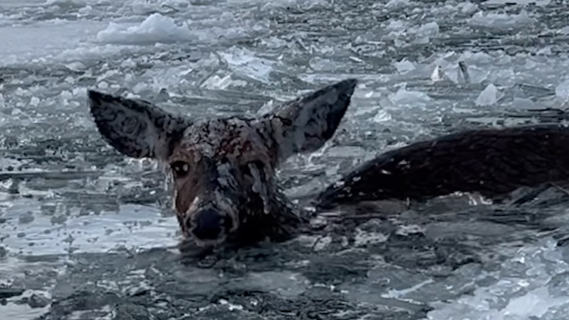 Brothers in Michigan rescued a deer that fell through icy water — twice.