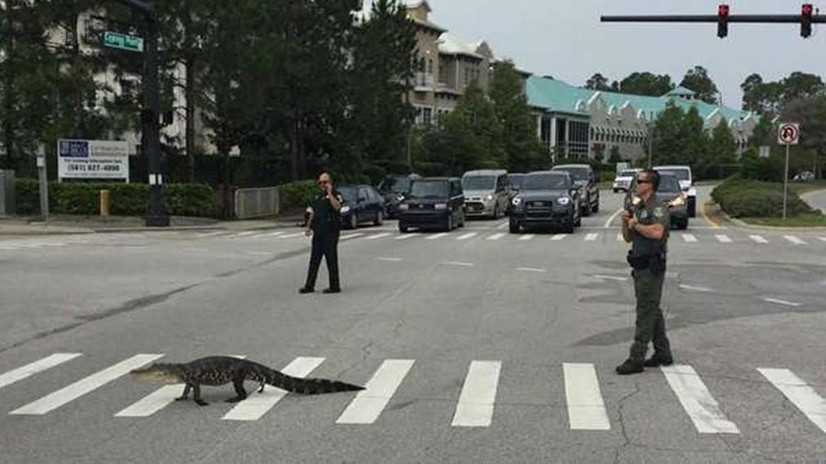 What a polite little alligator to use the crosswalk.