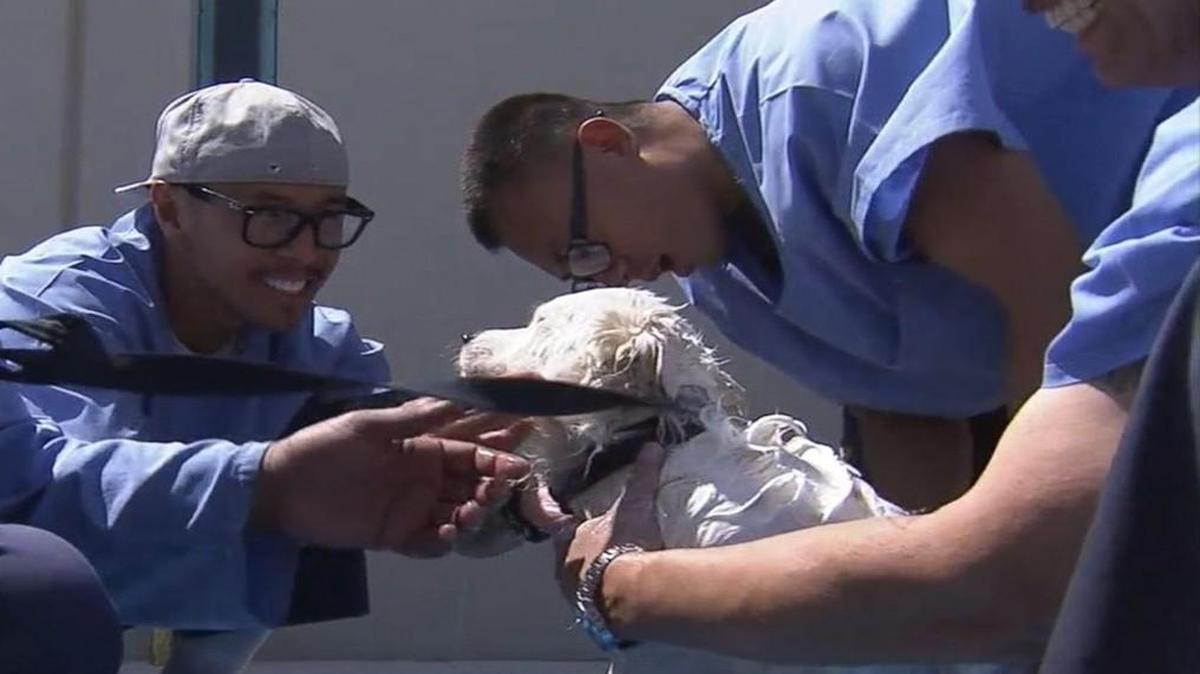 Inmates with the Paws 4 Life program at the California State Prison - Los Angeles County in Lancaster, Calif., took in and cared for nearly 50 animals from Deaf Dog Rescue of America.