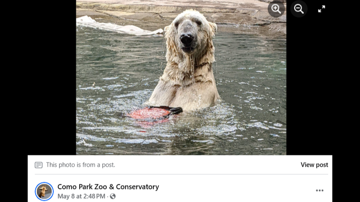 A Minnesota zoo responded to claims that one of its animals, Neil the polar bear, is ill and not being cared for properly. 