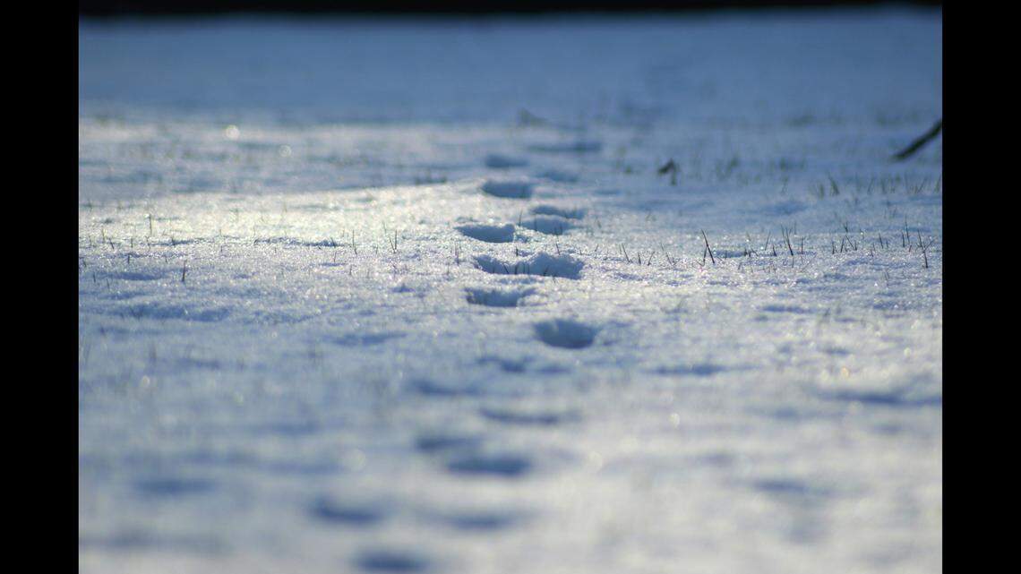 A lost and disoriented driver wandered off into nearby woods after a car crash in freezing weather, Michigan deputies say.