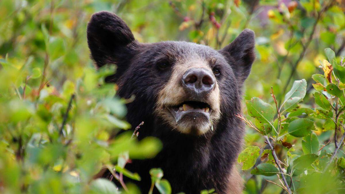 A black bear, not the one pictured, attacked a man in his 70s in Arkansas, officials say.