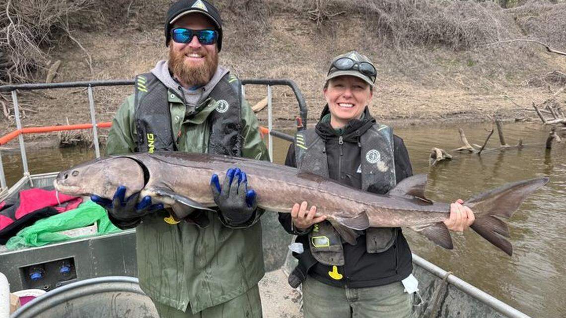 The Wisconsin Department of Natural Resources said the sturgeon was tagged at least 10 years ago, and maybe as long ago as 25 years.