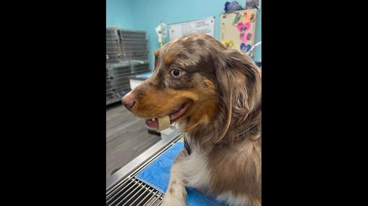 A bone got stuck around a dog’s jaw until rescuers stepped in to save the day in Indiana.