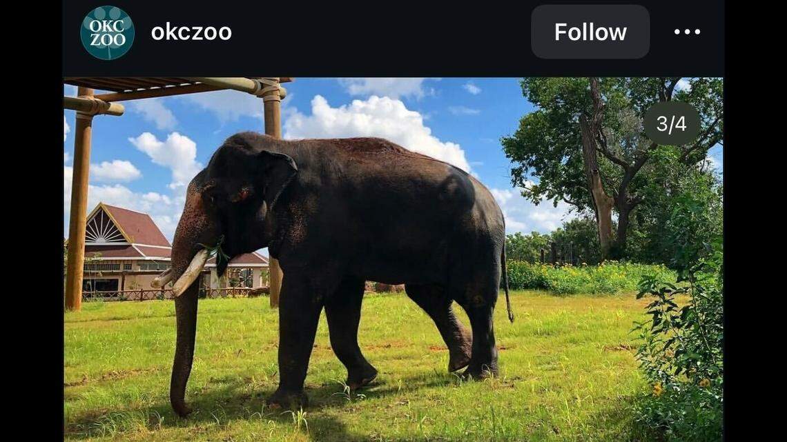 Rex, an Asian elephant, was euthanized, an Oklahoma zoo said.