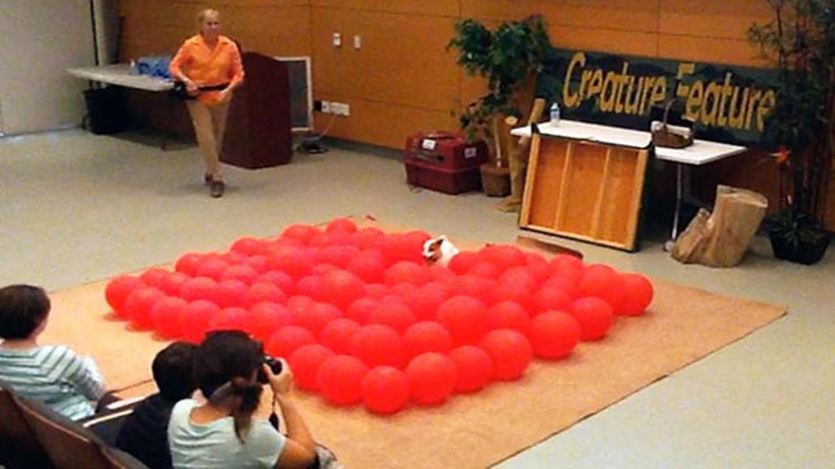 Here’s Twinkie, mowing her way to a new canine balloon-busting world record.
