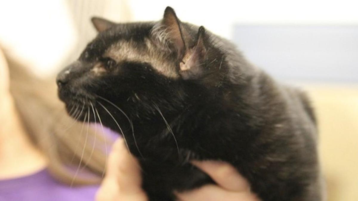 Have you ever seen a four-eared cat? You have now.